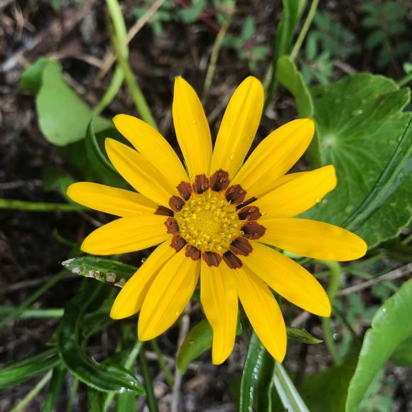 Meet your Posher, Dee - Picture 1 of 1